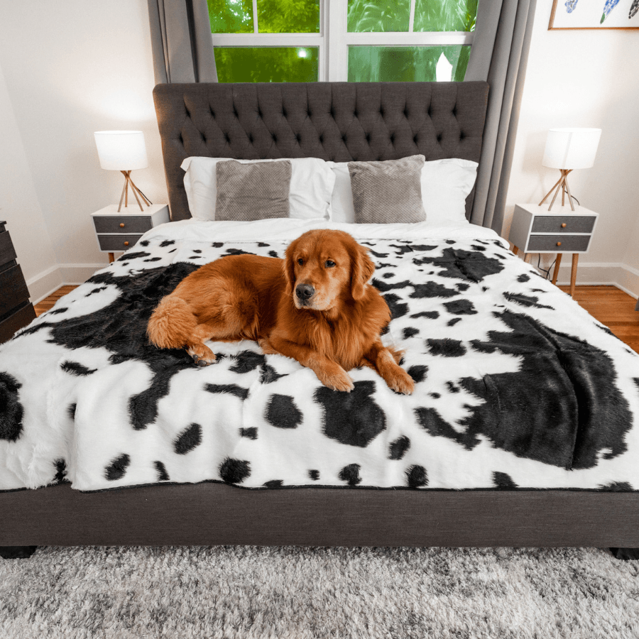 PupProtector™ Waterproof Throw Blanket - Black Faux Cowhide from Paw.com