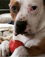 Asteroid Ultra Durable Rubber Chew Toy From SodaPup