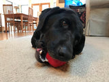 Asteroid Ultra Durable Rubber Chew Toy From SodaPup