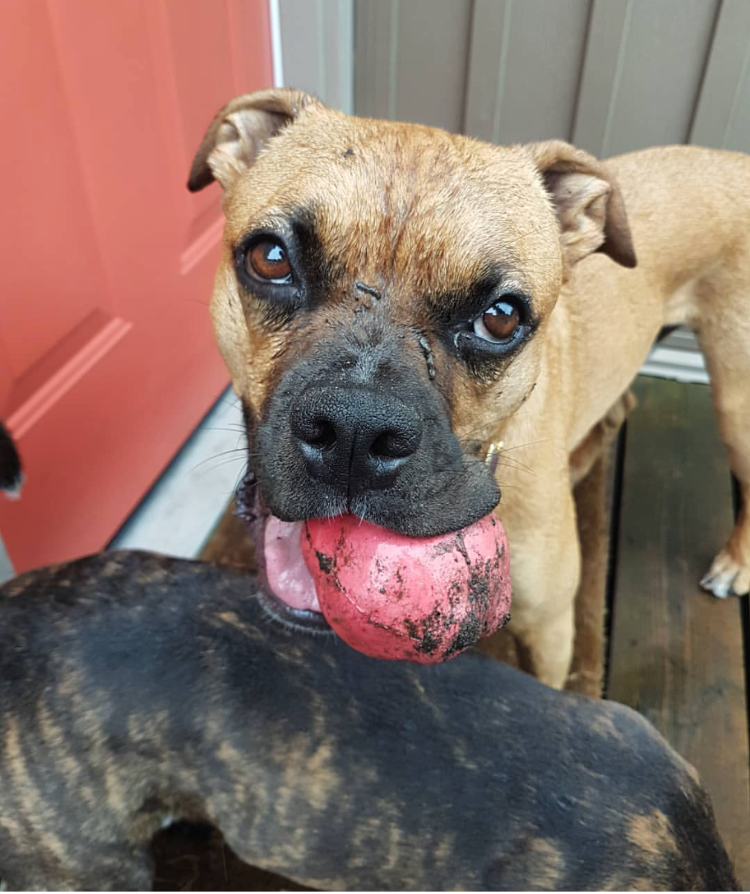 Asteroid Ultra Durable Rubber Chew Toy From SodaPup