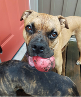 Asteroid Ultra Durable Rubber Chew Toy From SodaPup