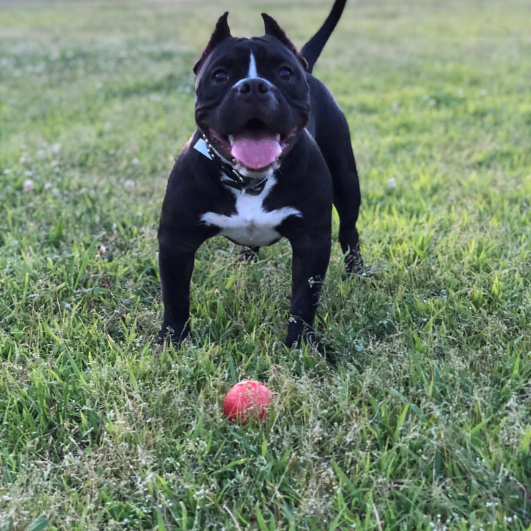 Asteroid Ultra Durable Rubber Chew Toy From SodaPup