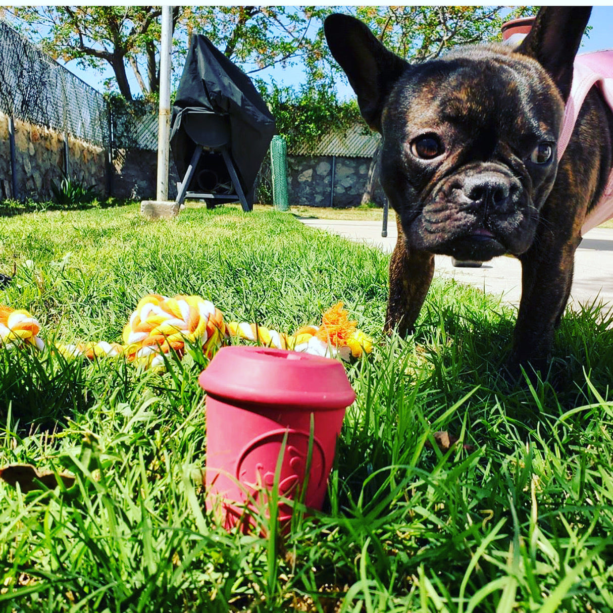 Coffee Cup Durable Rubber Chew Toy and Treat Dispenser From SodaPup