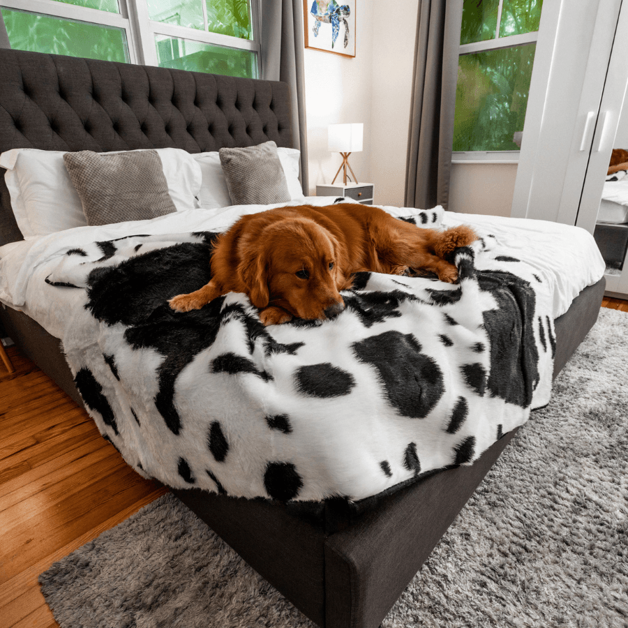 PupProtector™ Waterproof Throw Blanket - Black Faux Cowhide from Paw.com