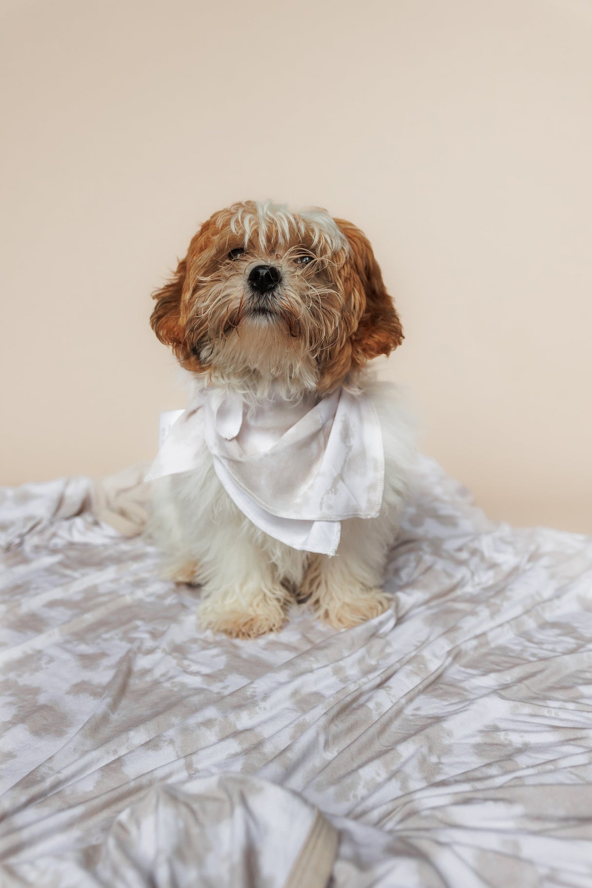 SANDY SHORES DREAM DOG BANDANA from DREAM BIG LITTLE CO