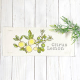 Botanical Panel: Summer, Lemonade Stand, Sweet, Summertime;  CITRUS LEMON From PillowPanels