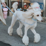 Dog Leash from Springer