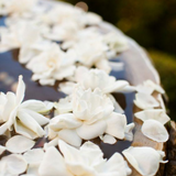 Amas Veritas from Wicked Good Perfume