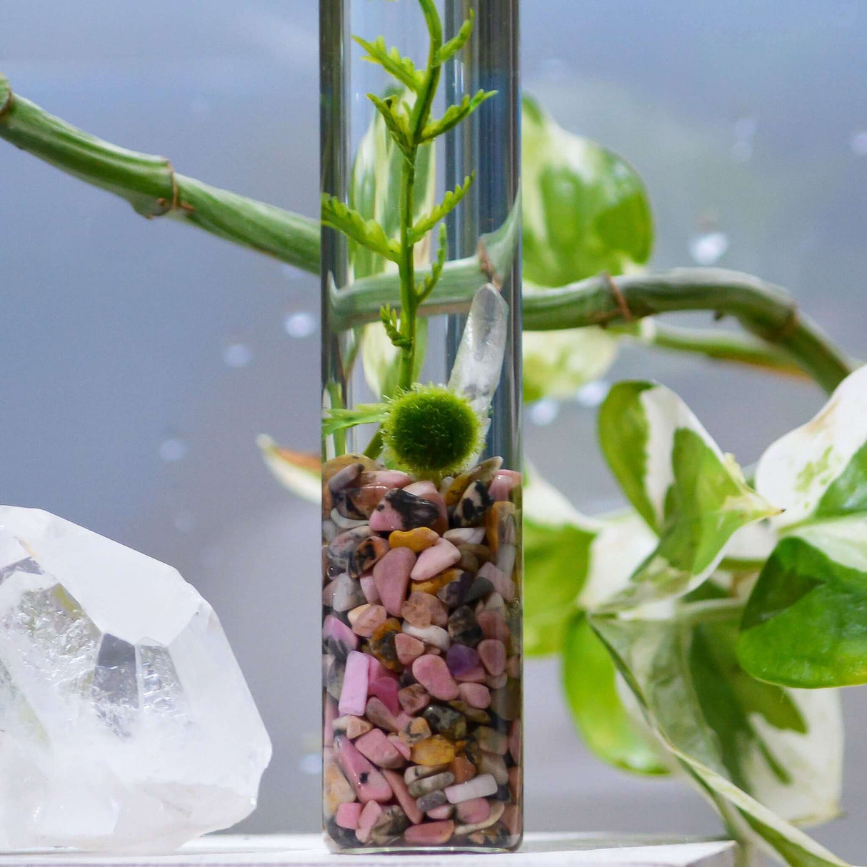 The Angie Hope & Healing Terrarium from Moss Ball Pets™