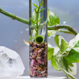 The Angie Hope & Healing Terrarium from Moss Ball Pets™