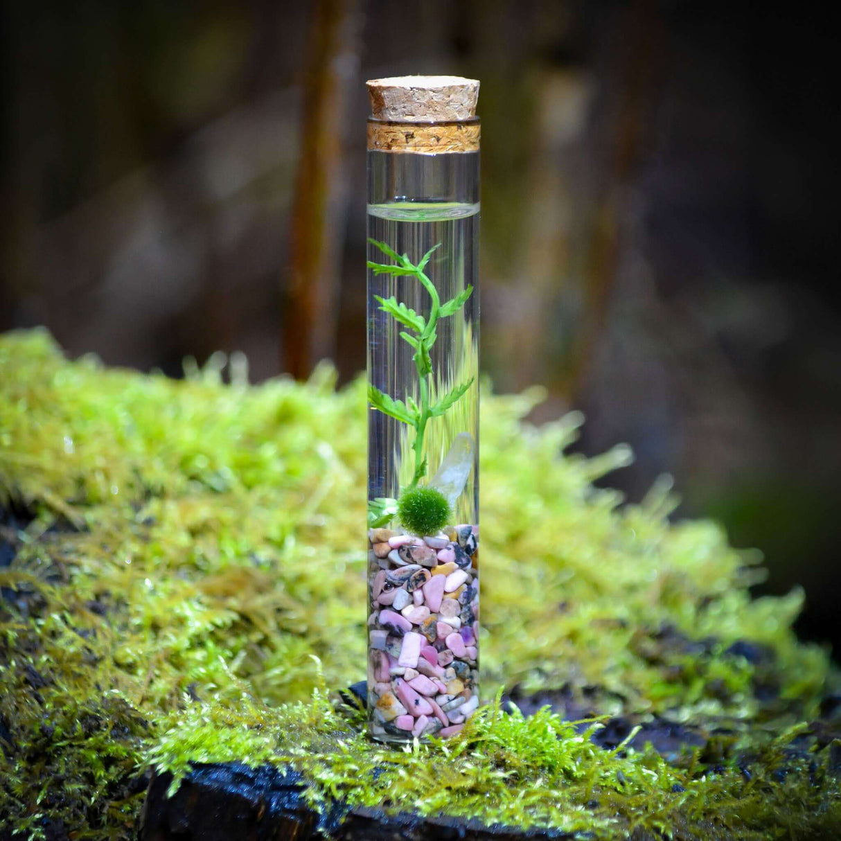 The Angie Hope & Healing Terrarium from Moss Ball Pets™