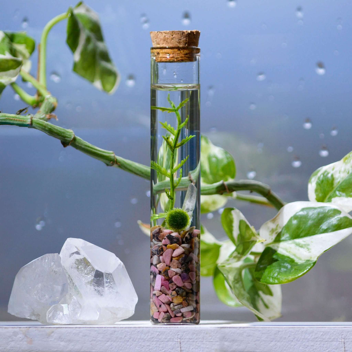 The Angie Hope & Healing Terrarium from Moss Ball Pets™