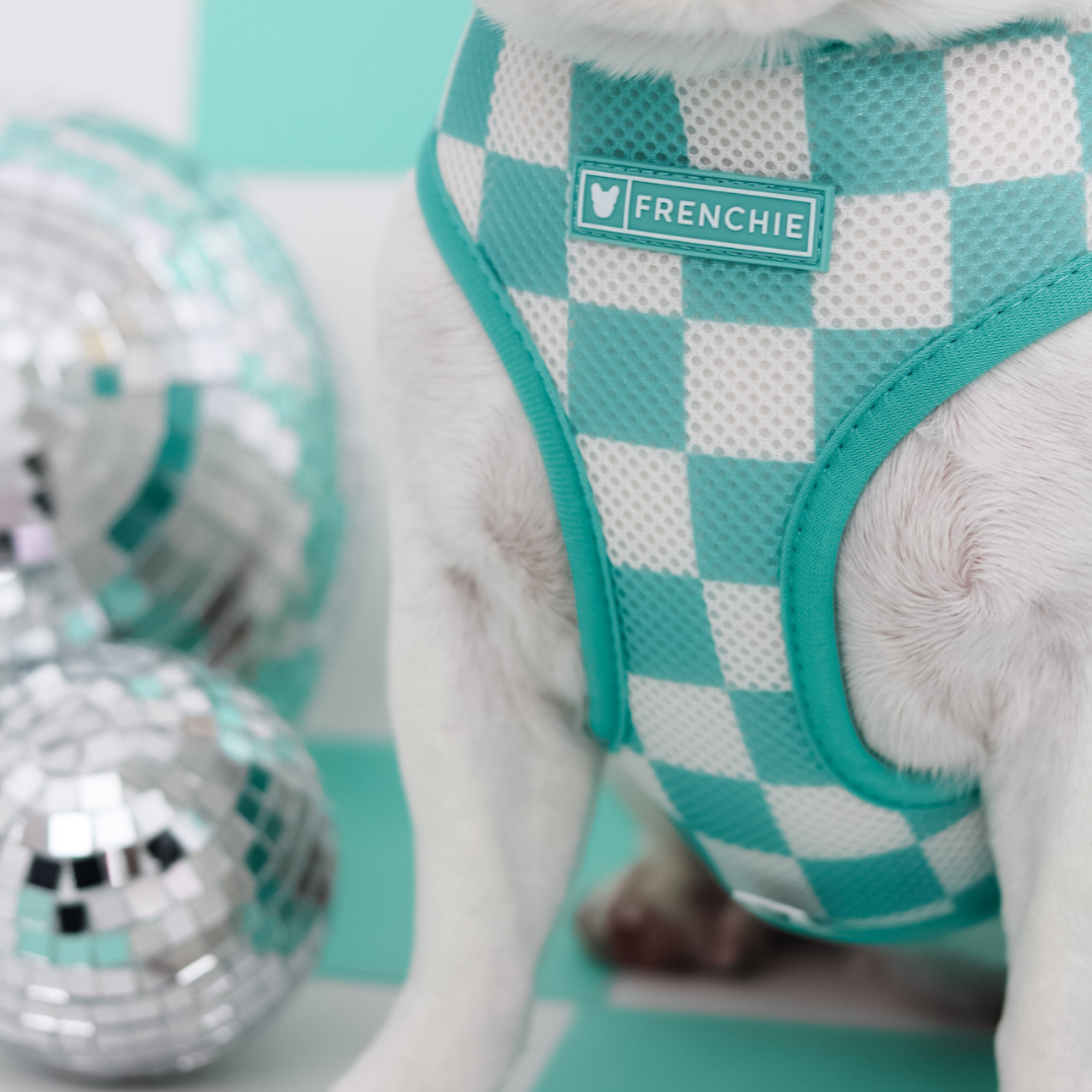 Frenchie Duo Reversible Harness - Aqua from Frenchie Bulldog