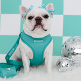 Frenchie Duo Reversible Harness - Aqua from Frenchie Bulldog