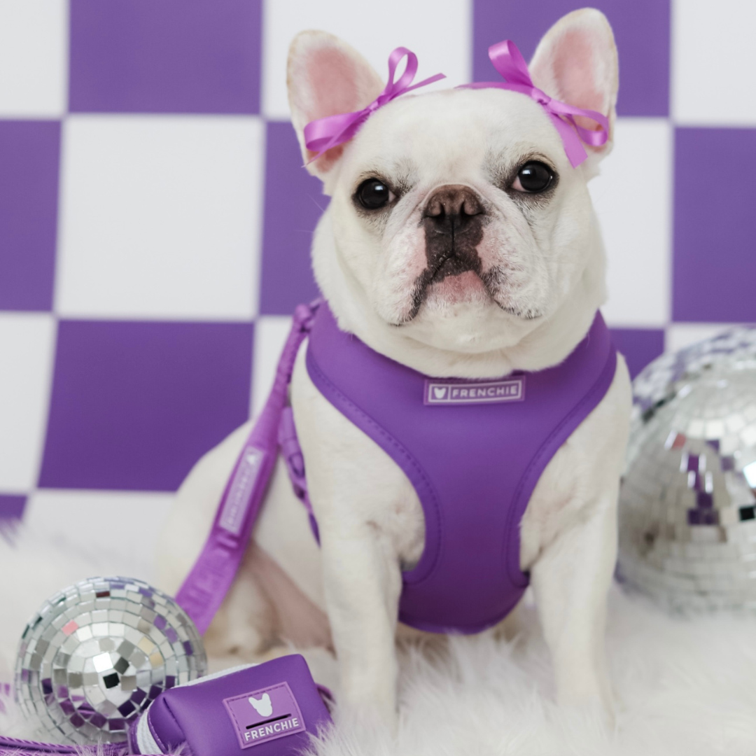 Frenchie Duo Reversible Harness - LA Purple from Frenchie Bulldog
