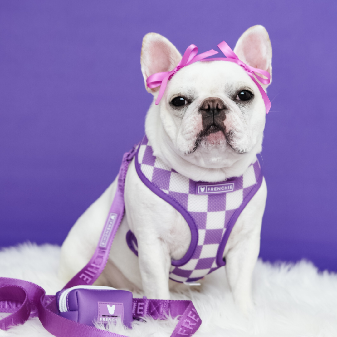 Frenchie Duo Reversible Harness - LA Purple from Frenchie Bulldog