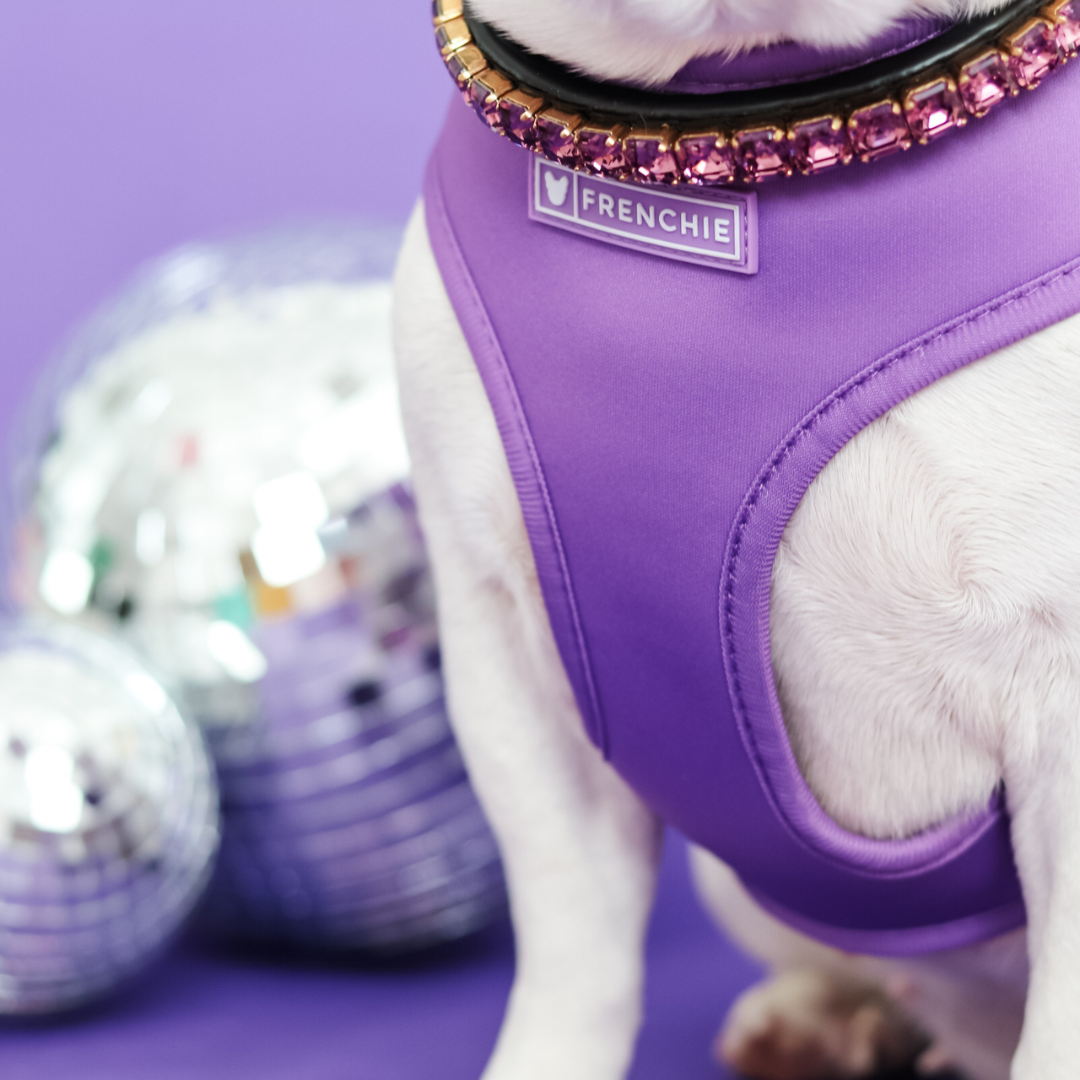 Frenchie Duo Reversible Harness - LA Purple from Frenchie Bulldog