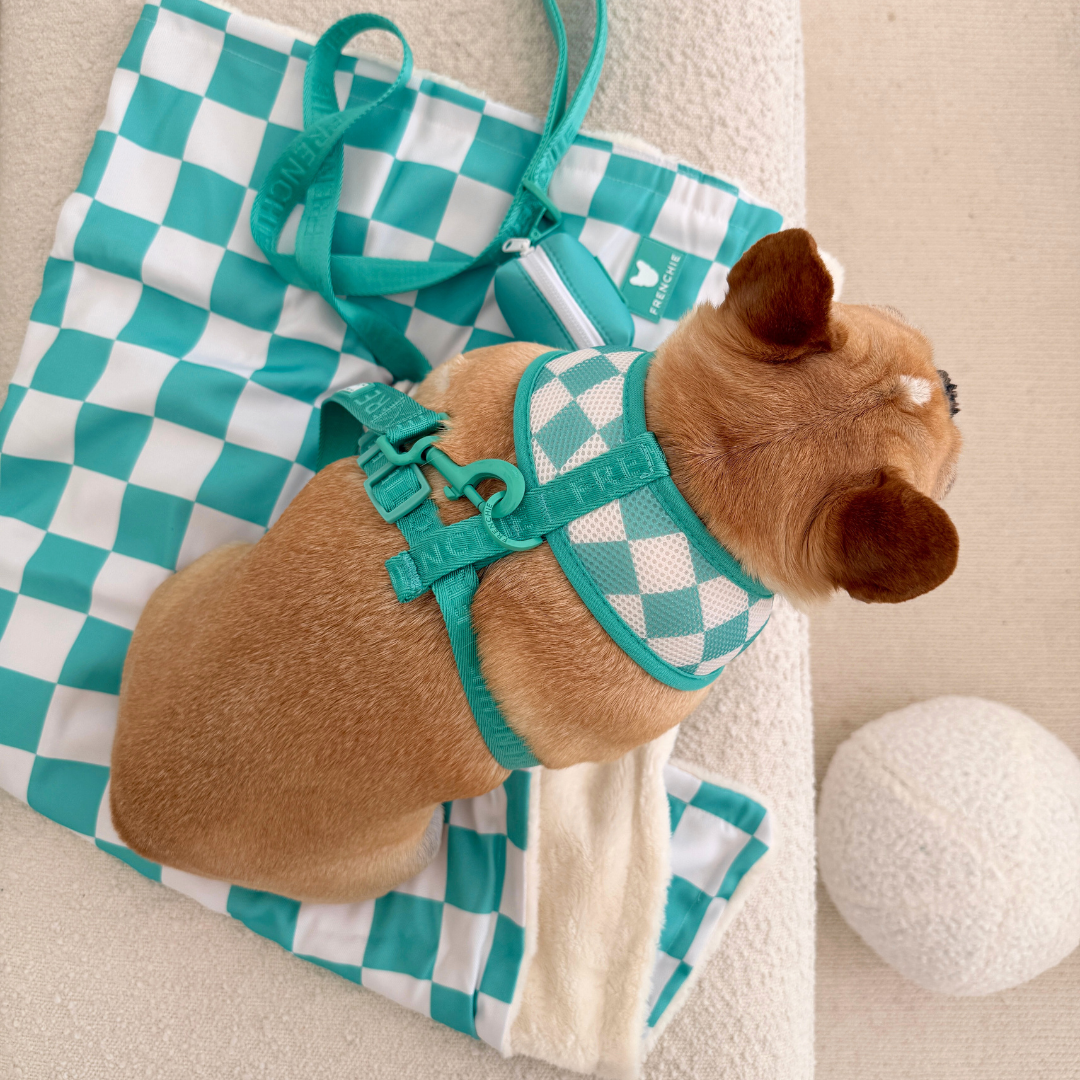 Frenchie Duo Reversible Harness - Aqua from Frenchie Bulldog