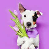 Frenchie Duo Reversible Harness - LA Purple from Frenchie Bulldog