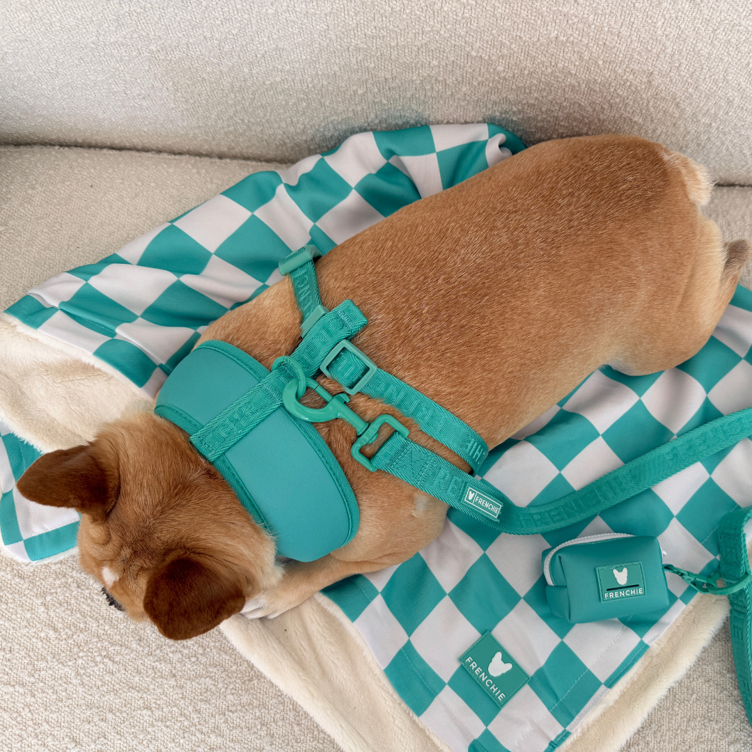 Frenchie Duo Reversible Harness - Aqua from Frenchie Bulldog