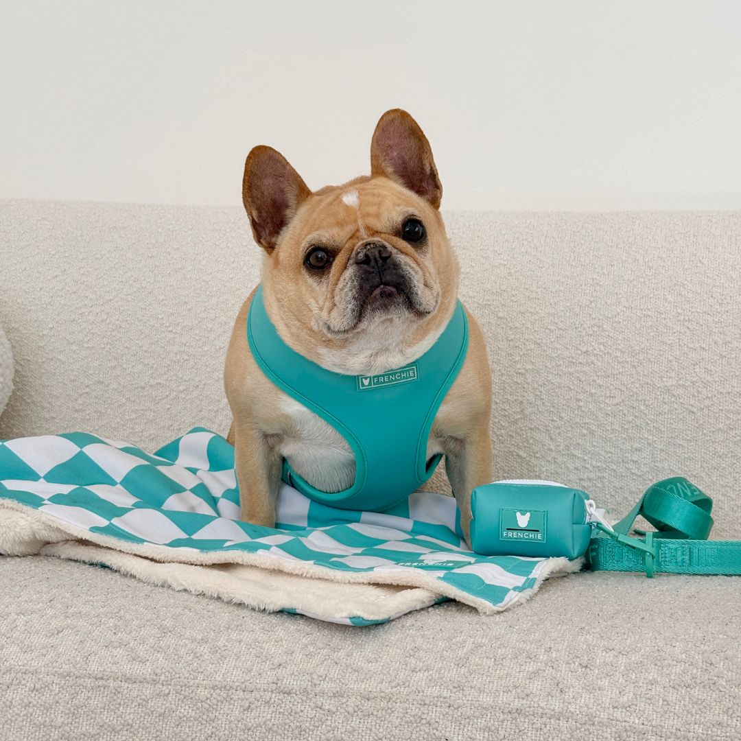 Frenchie Duo Reversible Harness - Aqua from Frenchie Bulldog
