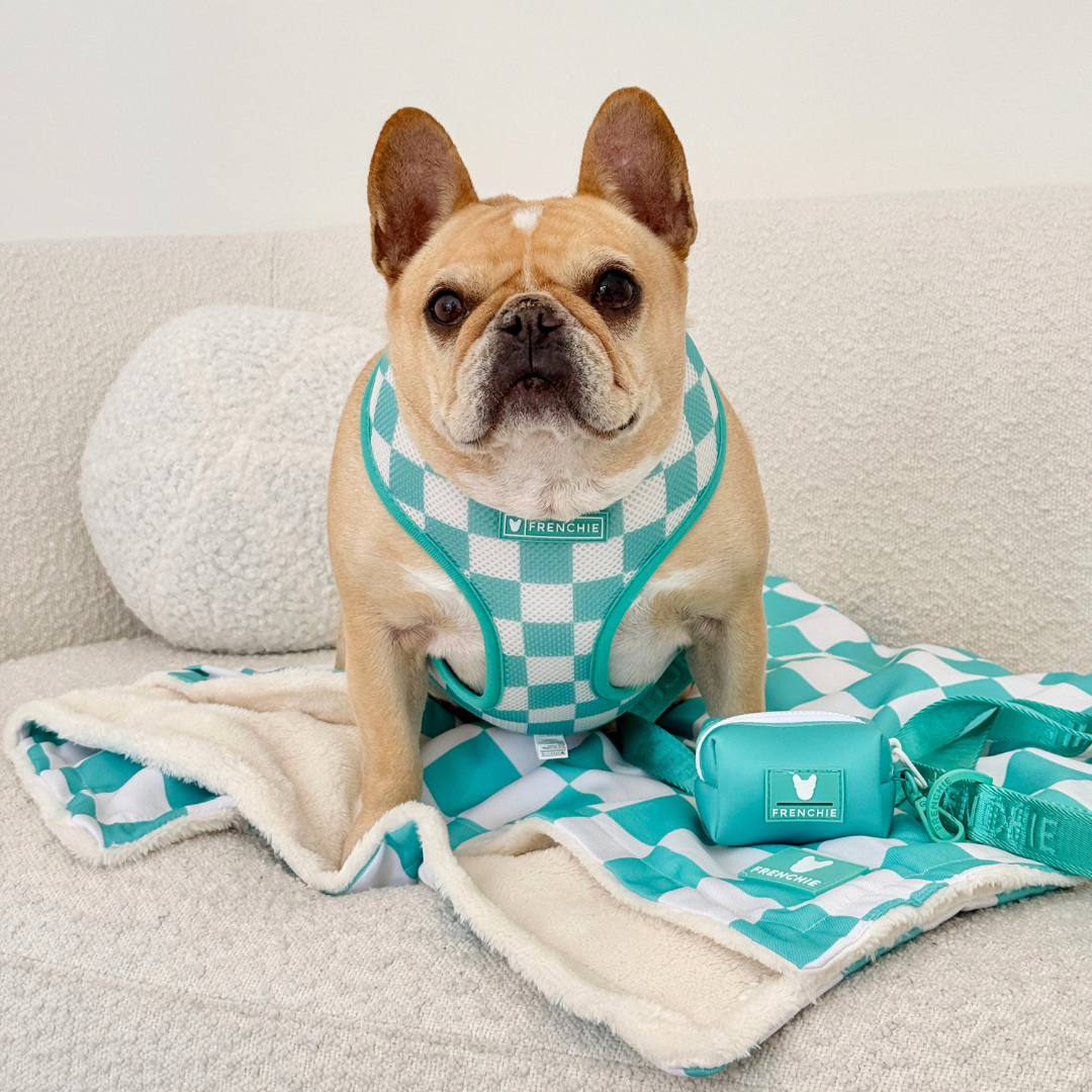 Frenchie Duo Reversible Harness - Aqua from Frenchie Bulldog
