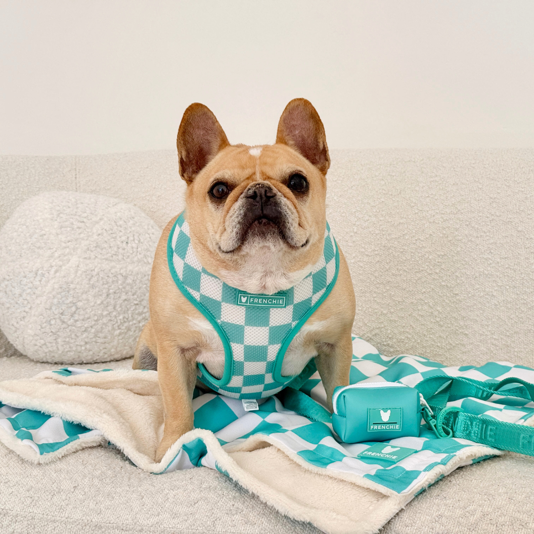 Frenchie Blanket - Aqua Checkered from Frenchie Bulldog