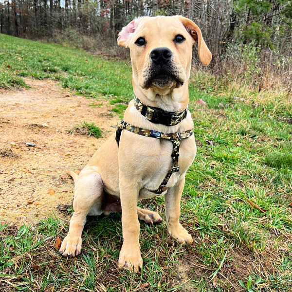 Archie Loves Mud Freedom No-Pull Dog Harness – EarthStyle from 2 Hounds Design