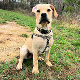 Archie Loves Mud Freedom No-Pull Dog Harness – EarthStyle from 2 Hounds Design