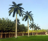 Tall Artificial Royal Palm Tree (13ft - 23ft) UV Resistant (10-12 Week Back Order) from Designer Plants USA