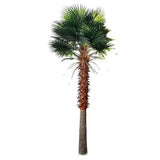 Tall Artificial Mexican Fan Palm Tree (13ft - 23ft) UV Resistant (10-12 Week Back Order) from Designer Plants USA