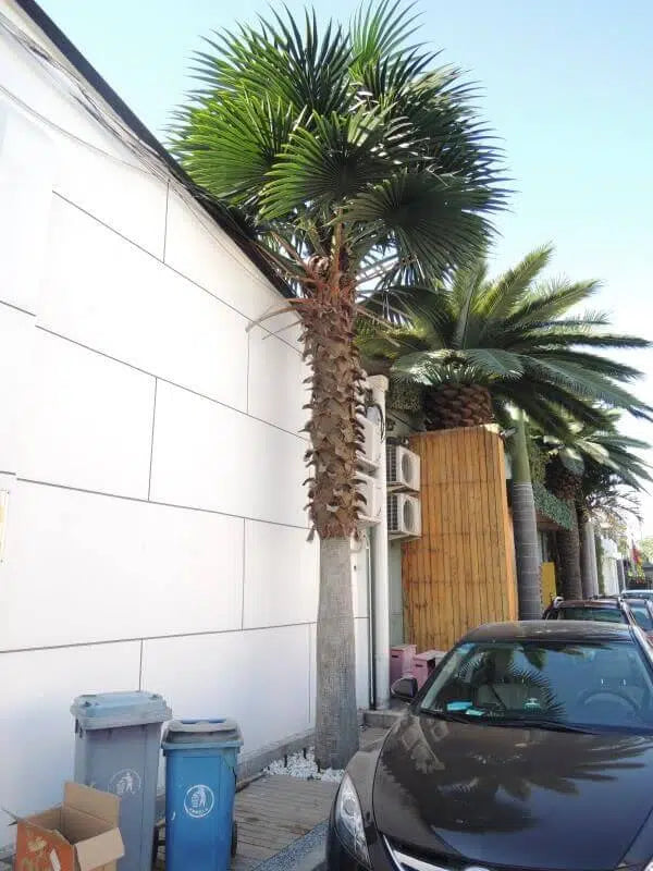 Tall Artificial Mexican Fan Palm Tree (13ft - 23ft) UV Resistant (10-12 Week Back Order) from Designer Plants USA