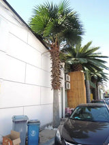 Tall Artificial Mexican Fan Palm Tree (13ft - 23ft) UV Resistant (10-12 Week Back Order) from Designer Plants USA