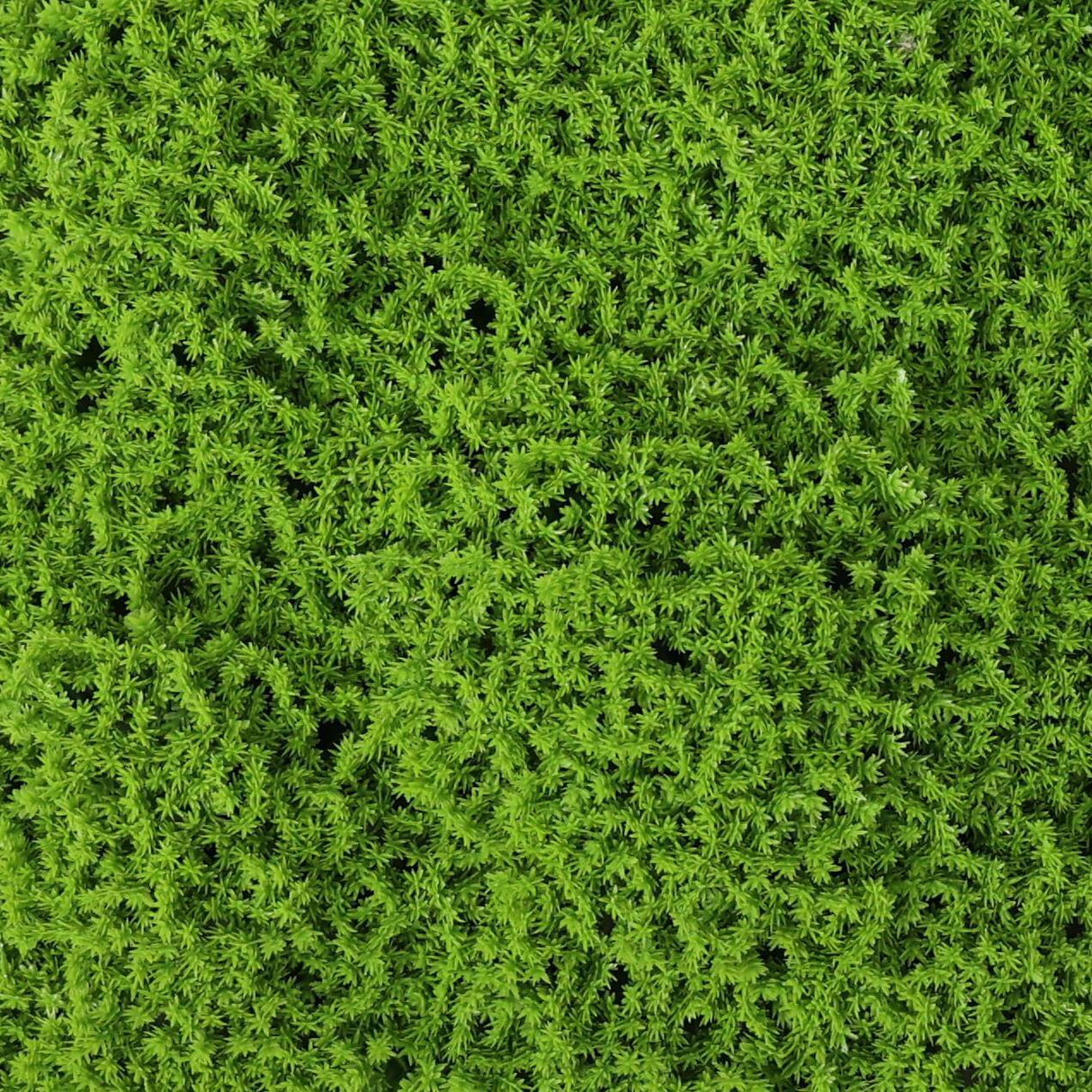 Faux Evergreen Moss Mat 33 SQ FT UV Resistant Commercial Grade UV Resistant from Designer Plants USA