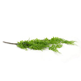 Artificial Light Green Hanging Button Fern Plant 31" UV Resistant from Designer Plants USA