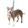 Reflective Black Freedom No-Pull Dog Harness from 2 Hounds Design