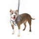 Reflective Black Freedom No-Pull Dog Harness from 2 Hounds Design