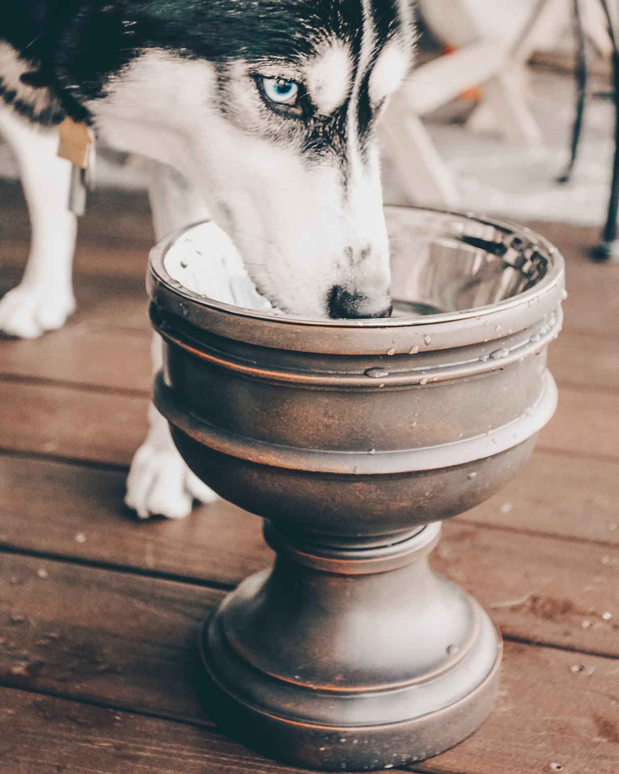 Summit Elevated Dog Bowl from Pet Junkie