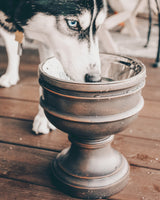Summit Elevated Dog Bowl from Pet Junkie
