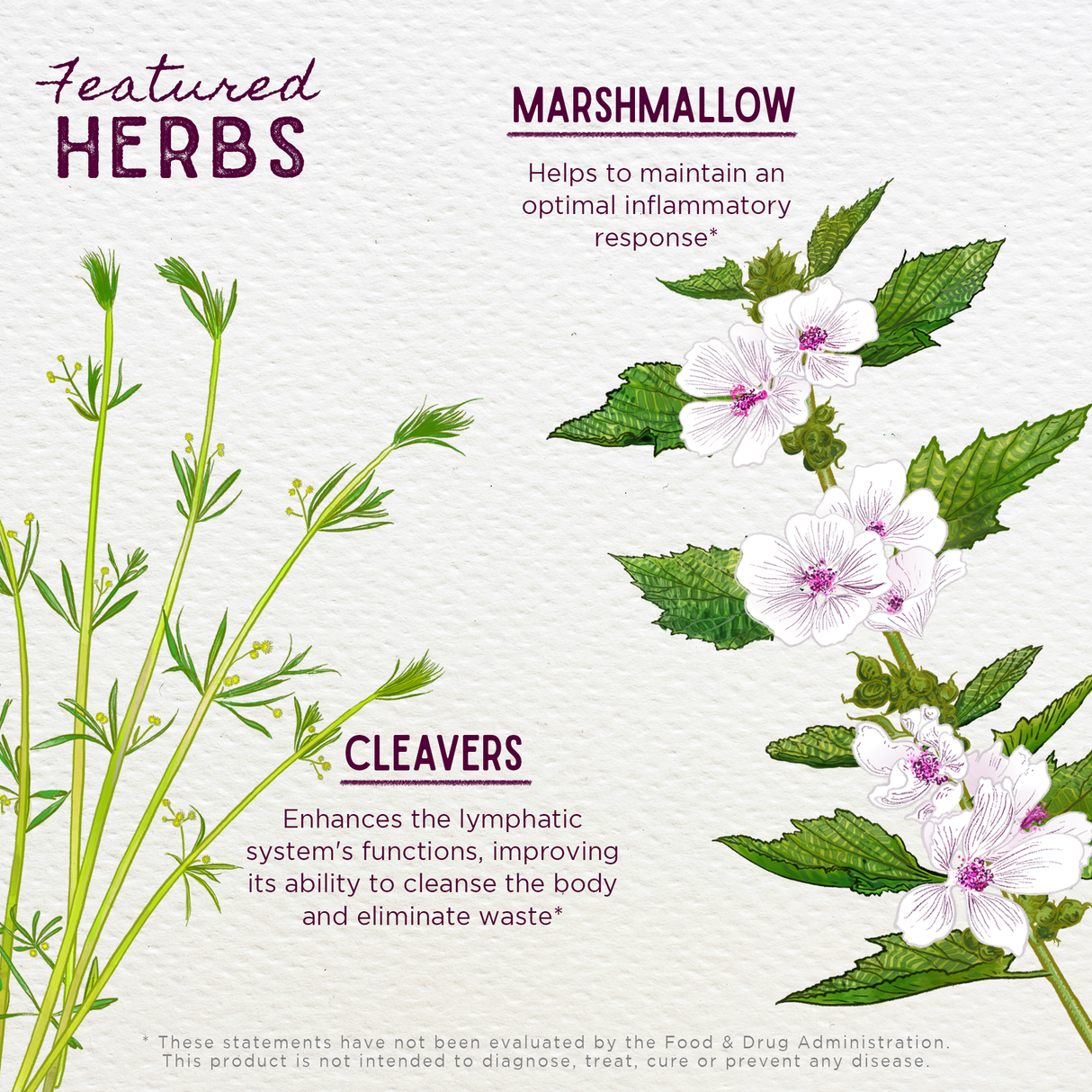 Kidney Strength Daily Support from WishGarden Herbs
