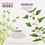 Kidney Strength Daily Support from WishGarden Herbs