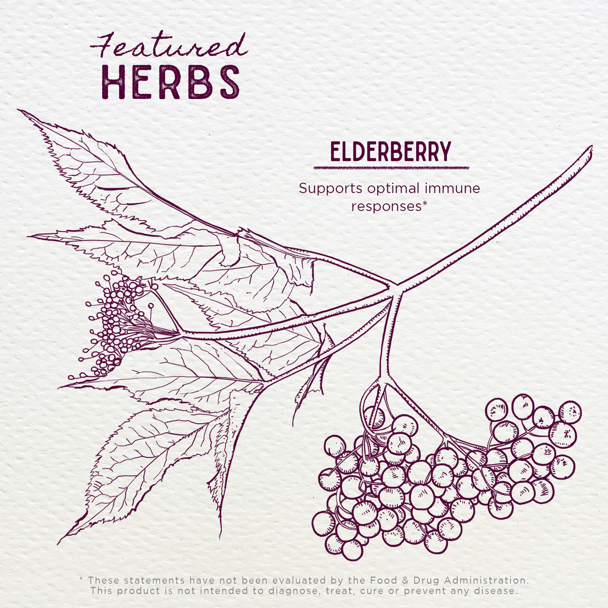 Elderberry from WishGarden Herbs