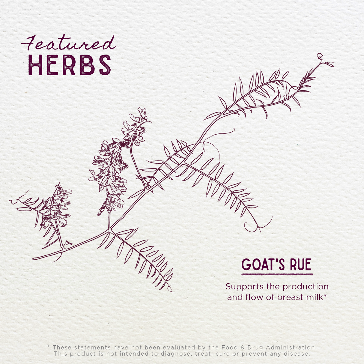 Goat's Rue Lactation Aid From WishGarden Herbs