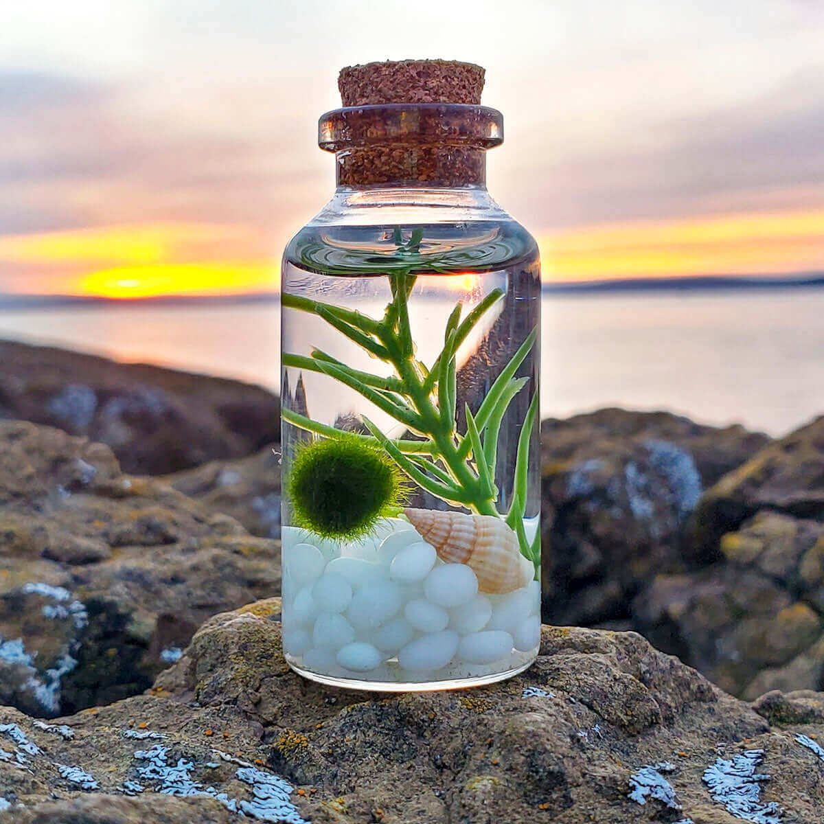 Small Alchemist Terrarium Starter Kit with Baby Moss Ball Pet from Moss Ball Pets™
