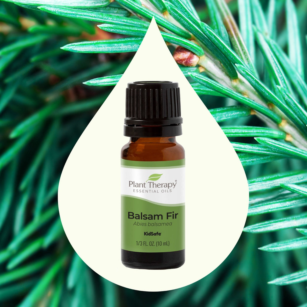 Balsam Fir Essential Oil From Plant Therapy