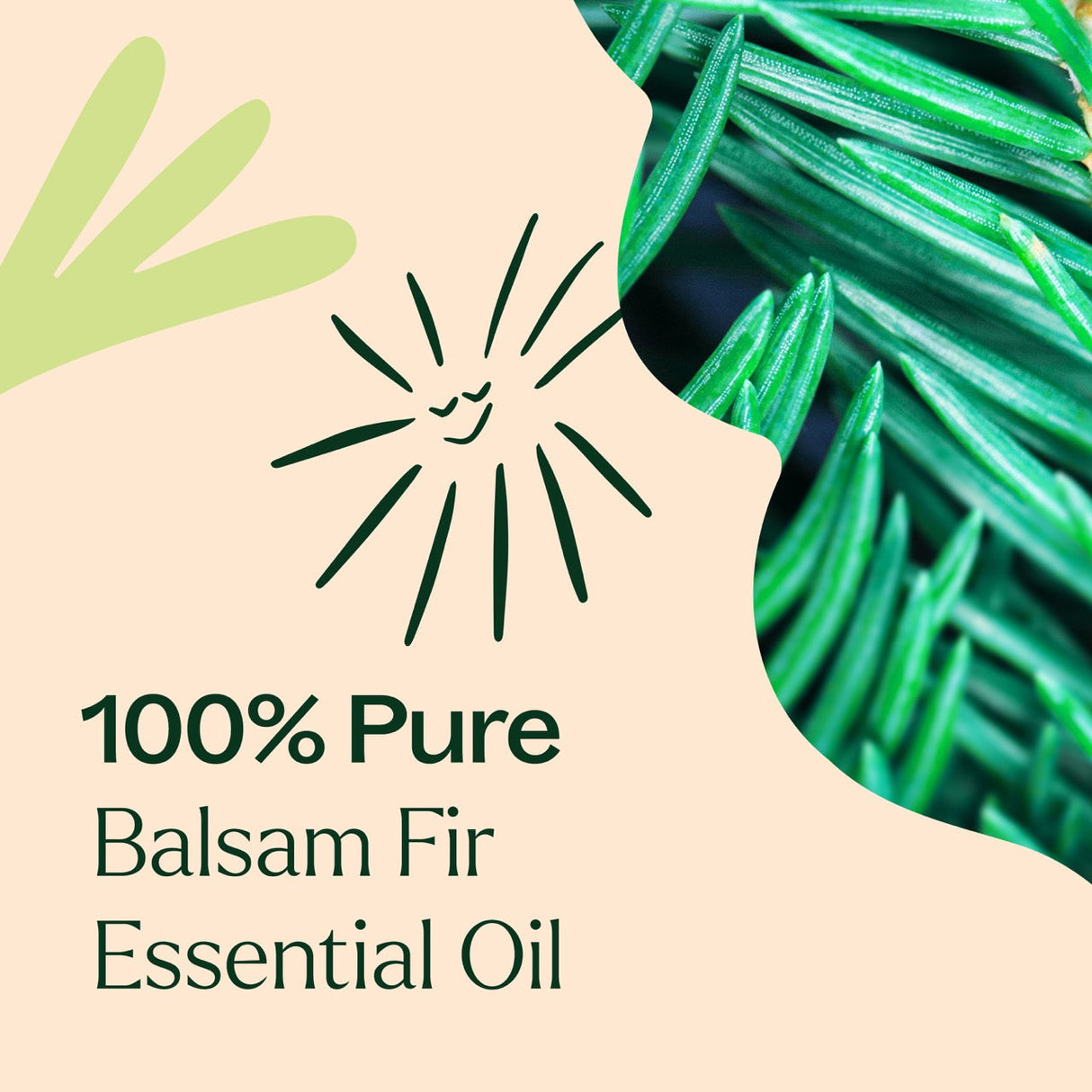 Balsam Fir Essential Oil From Plant Therapy