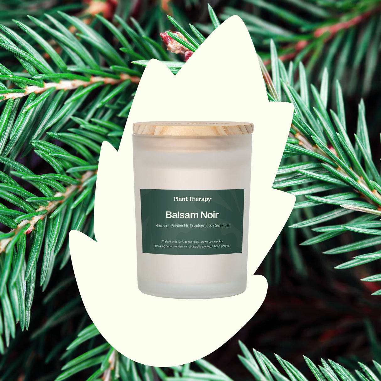 Balsam Noir Naturally Scented Candle from Plant Therapy