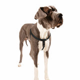 Black Freedom No-Pull Dog Harness from 2 Hounds Design