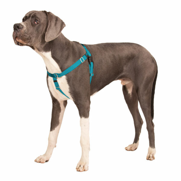 Teal Freedom No-Pull Dog Harness from 2 Hounds Design