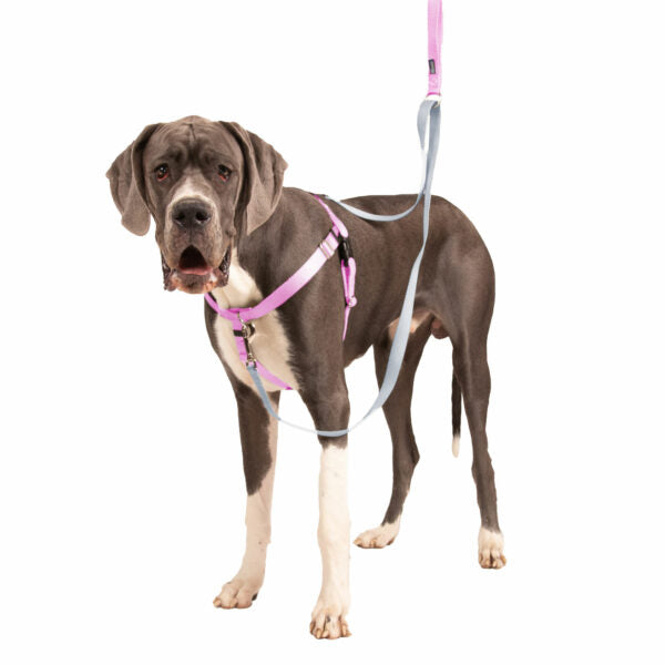 Rose Pink Freedom No-Pull Dog Harness from 2 Hounds Design
